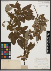 Foto von Salix appendiculata Vill.